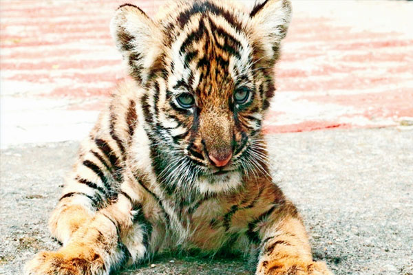 ಚಾಮರಾಜನಗರದಲ್ಲಿ ಮುಂದುವರಿದ ಹುಲಿ ಕಾರ್ಯಾಚರಣೆ: 10 ತಿಂಗಳ ಮರಿ ಸೆರೆ